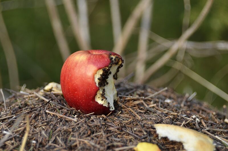 Fourmis, insectes nuisibles frequents dans les habitations
