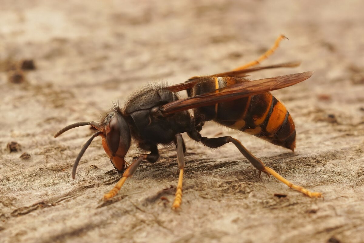 Destruction de nids de guepes et frelons