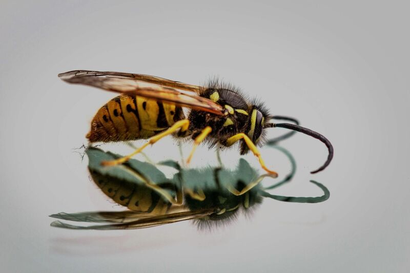 Insecte volant vu en gros plan macro
