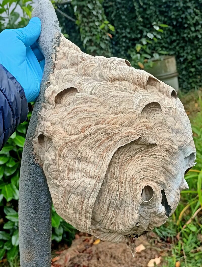 Nid de frelons decroche, tenu avec gant de protection