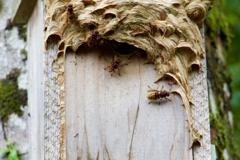 Nid de frelons installe dans un nichoir en bois