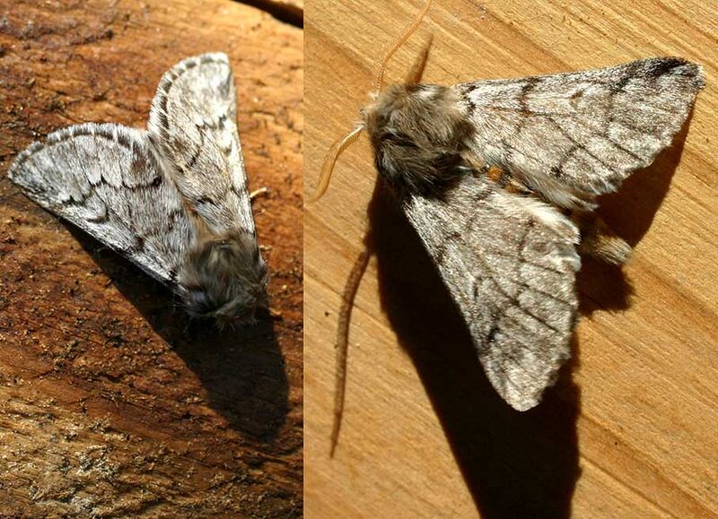 Papillons processionnaires du pin, forme adulte male et femelle