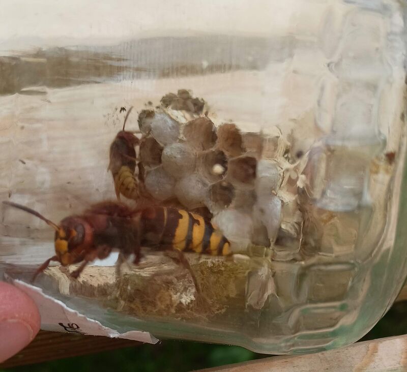 Reine frelon capturee avec debut de nid dans un bocal