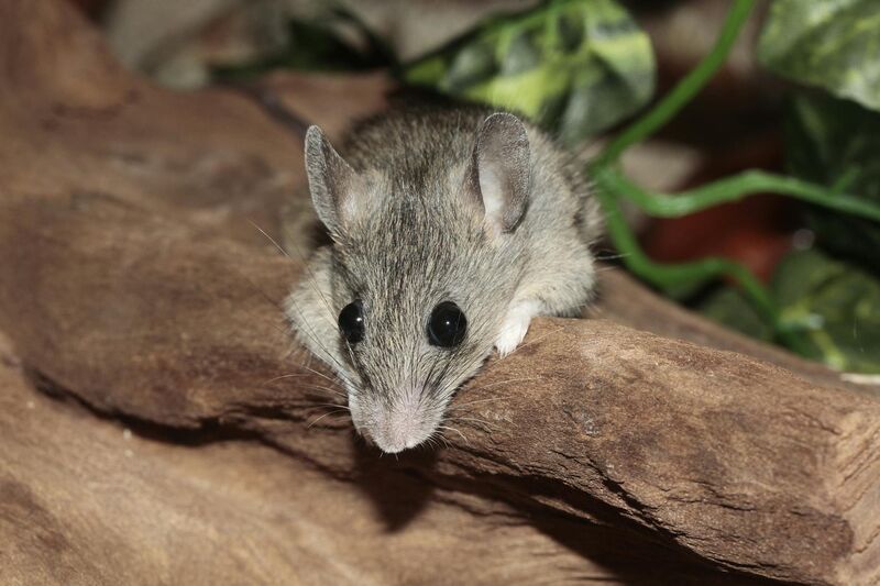 Souris grise, espece frequente dans les habitations en Mayenne